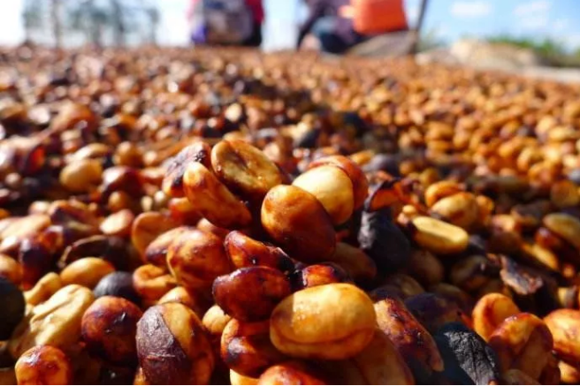 咖啡豆樱桃经历了 水洗 日晒 蜜处理